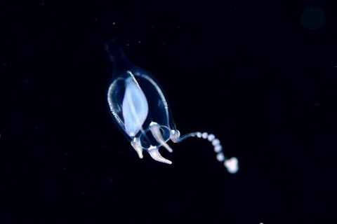 刺激的な水中生物