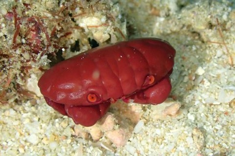 ベニオウギガニ