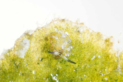 クサイロモウミウシ