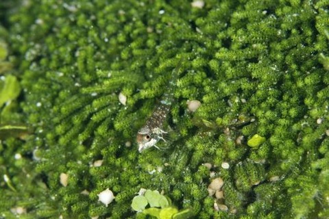 ヘビギンポ科の1種