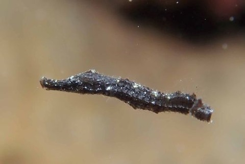 ヨウジウオ科の1種