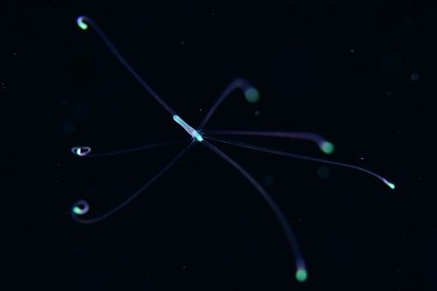 刺激的な水中生物