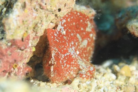 ヒメヒラタカエルアンコウ