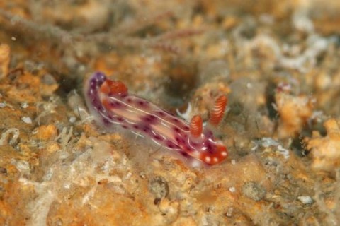 イロウミウシ科の1種