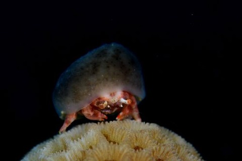 カイカムリ科の1種