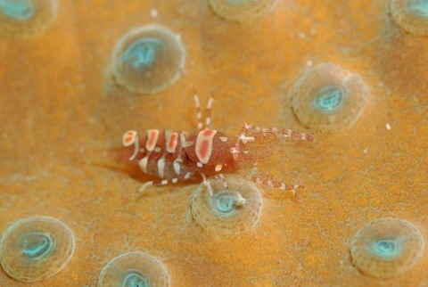 ハモポントニア・コラリコーラ