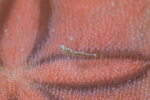 ヒラツノモエビ