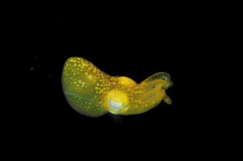 刺激的な水中生物