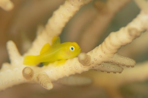 アカネダルマハゼ