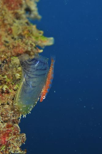 オオガラスハゼ