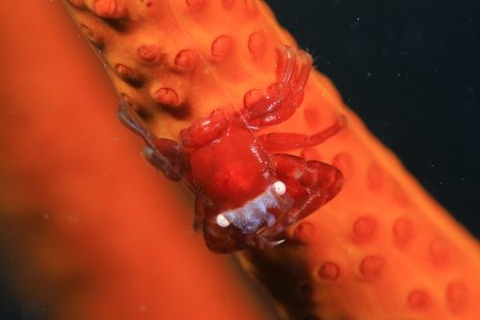 ムチヤギカクレカニダマシ