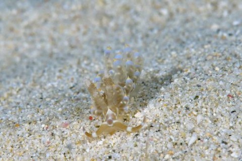 ワグシミノウミウシ