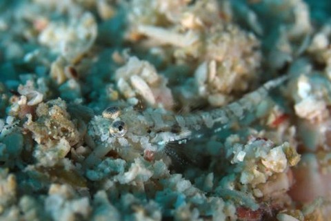 ヒゲモジャハゼ