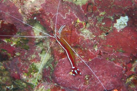 アカシマシラヒゲエビ