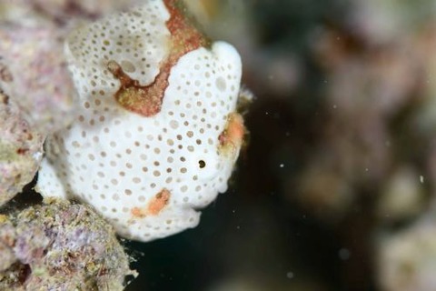 イロカエルアンコウ