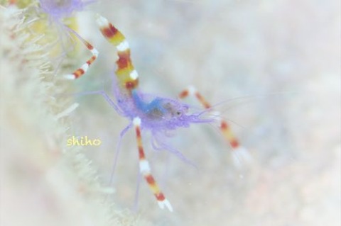 ステノプス・テヌイロストリス