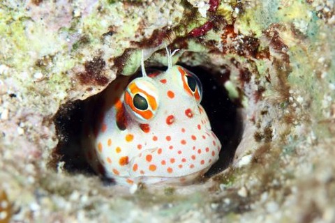 モンツキカエルウオ