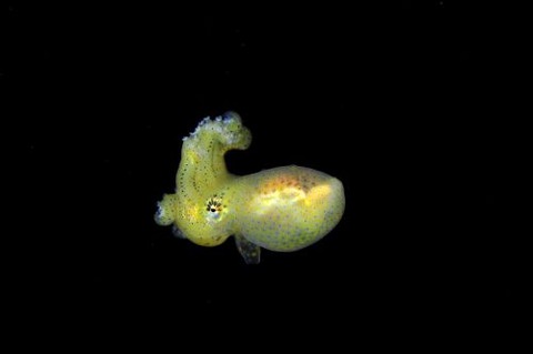 刺激的な水中生物