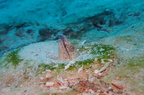 トンガリホタテウミヘビ