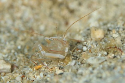 ミクロプロステマ・タケダイ