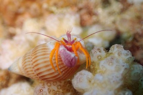 アデヤカゼブラヤドカリ