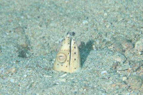 トンガリホタテウミヘビ