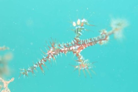 ニシキフウライウオ