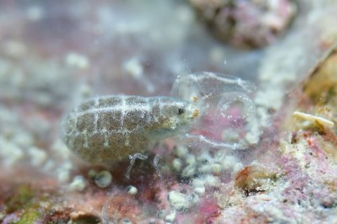 Periclimenaeus colodactylus