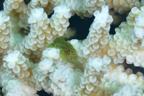 アカテンコバンハゼ