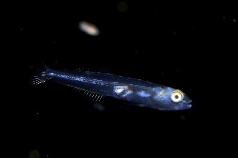 刺激的な水中生物