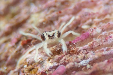 ケブカガニ科の1種