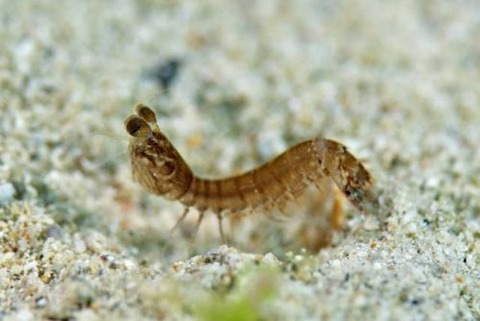 シャコのなかま