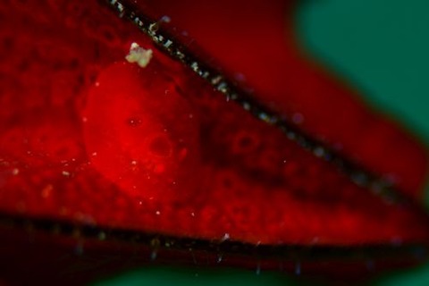 イチゴジャムウミウシ