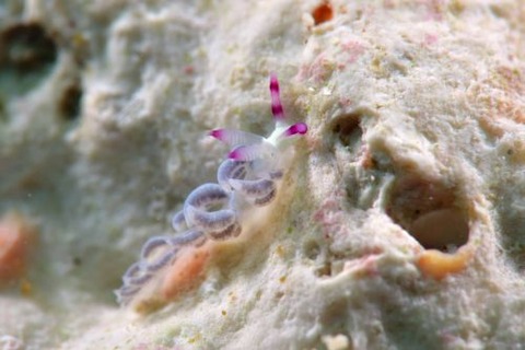 ミノウミウシ亜目の1種