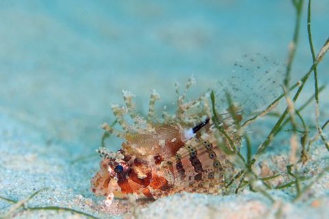 シマヒメヤマノカミ