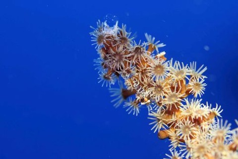 ブラックコーラルシュリンプ