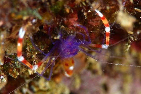 バイオレットボクサーシュリンプ