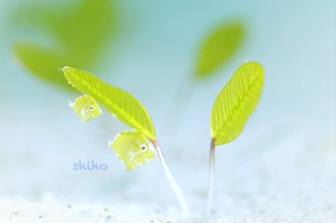 セダカカワハギ