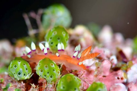 アデヤカミノウミウシ