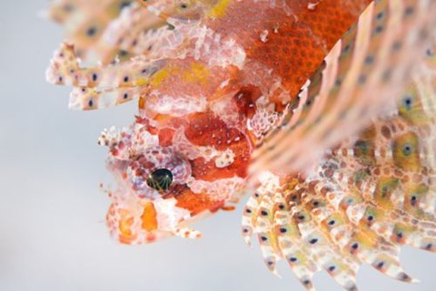 シマヒメヤマノカミ