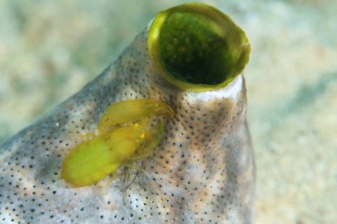 Periclimenaeus storchi