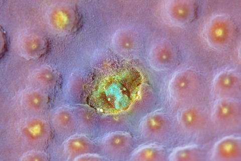 アシビロサンゴヤドリガニ