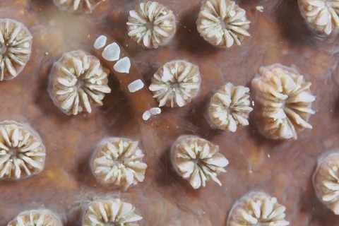 アザミサンゴカクレエビ