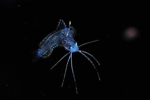 刺激的な水中生物