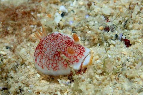 チリメンウミウシ