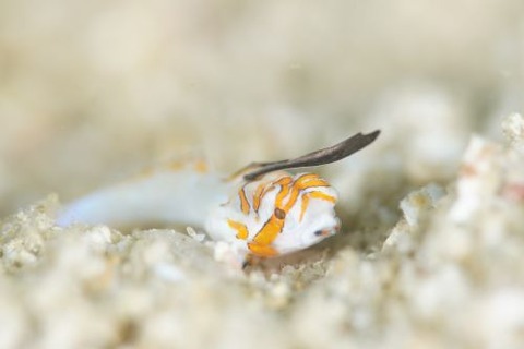 イッポンテグリ