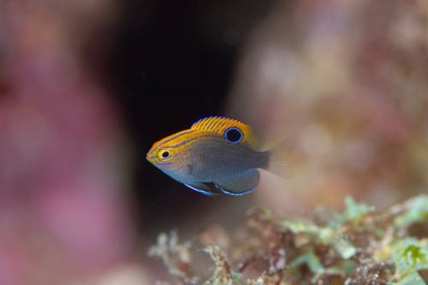 クロメガネスズメダイ