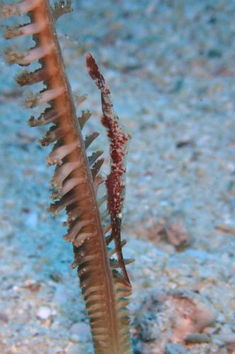 トガリモエビ属の1種