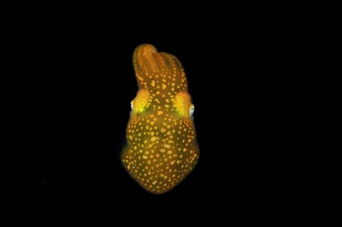 刺激的な水中生物