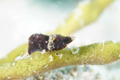 Paralatreutes bicornis